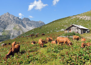 Alpage au coeur du Parc de la Vanoise