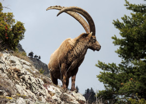 Bouquetin en Vanoise