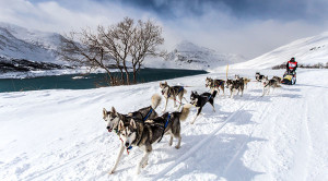 Chiens de traineaux au Mont-Cenis