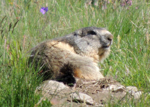 Marmotte du Parc de la Vanoise