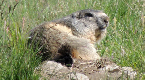 Marmotte du Parc national de la Vanoise