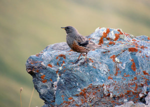 Oiseau dans le Parc de la Vanoise