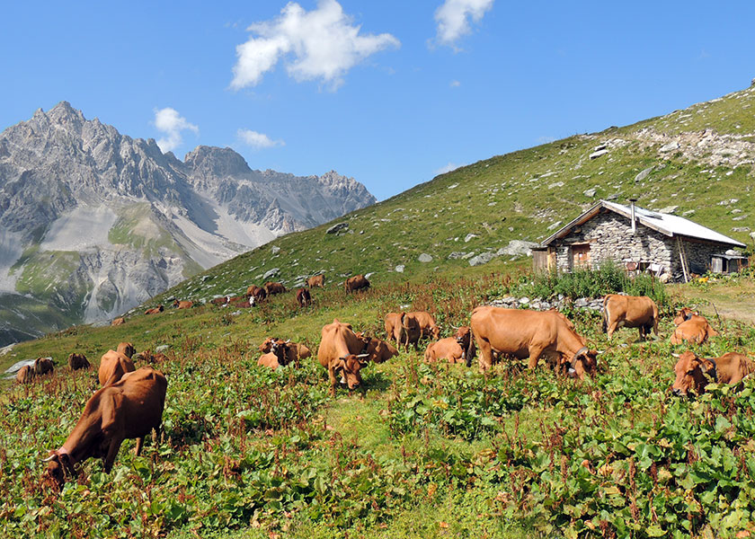 alpage-parc-vanoise