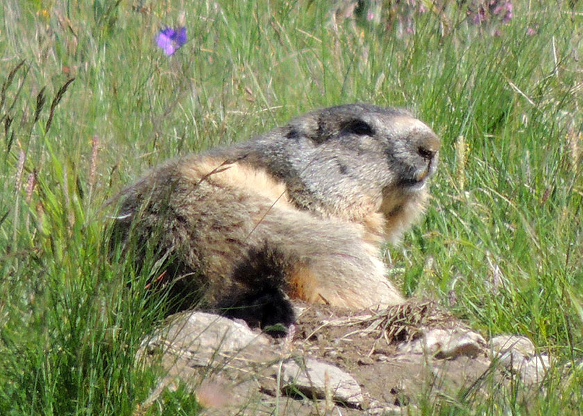 marmotte